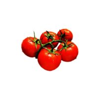 עגבנייה
